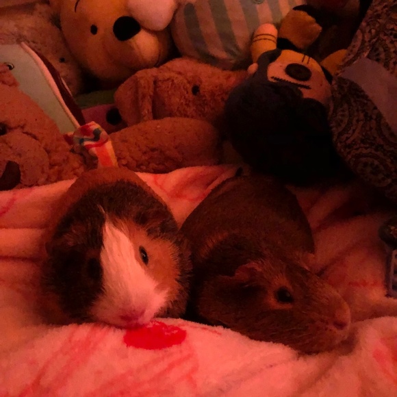 Meet your Posher, Natalie - Picture 1 of 1